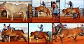 Rodeo17