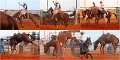 Rodeo18