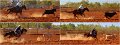 Rodeo24