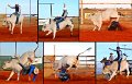 Rodeo31