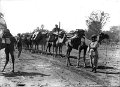 afghan-cameleers-1980