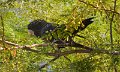 DSC_0045crB