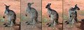 fauna