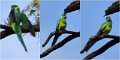 fauna2