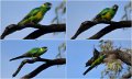 fauna3