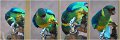 Ringnecks