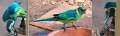 Ringnecks1