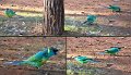 Ringnecks2