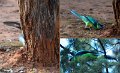 Ringnecks3