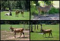 003DubboZoo15