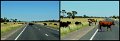 005Wagga6