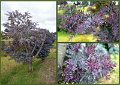 033ToRichmond8