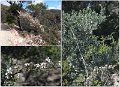 043Freycinet5