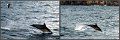 042Freycinet6