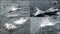 042Freycinet9