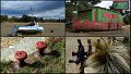 Collages2