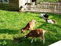 DSC04556
