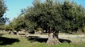 DSC08292