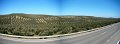 OliveTrees1