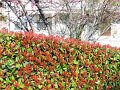 DSCN3954