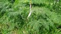 DSC03620
