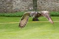 08Owl