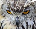 09Owl