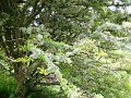 DSC00767