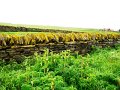DSC00993