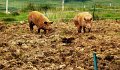 DSC03344