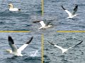 Gannets