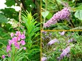 WildFlowers