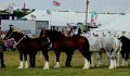 DSC09517a