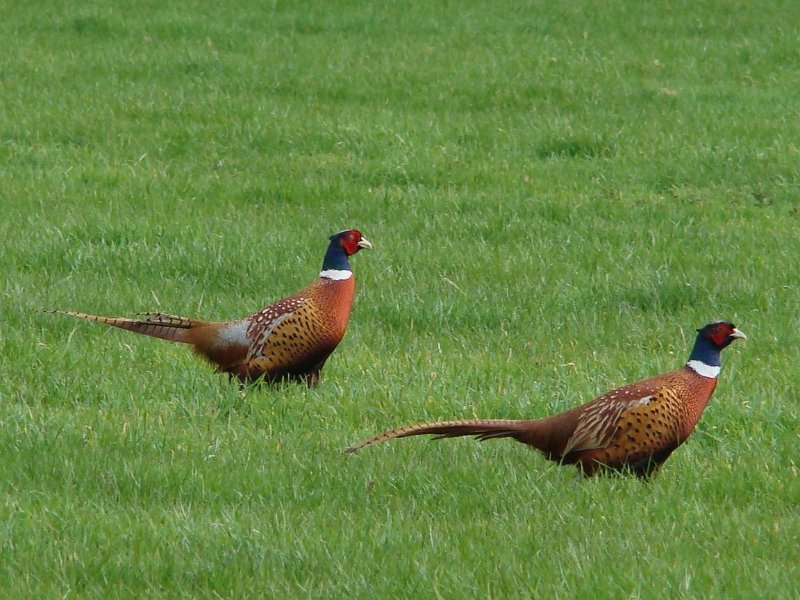 DSC00891.JPG - Pheasant at Bakelite Museum
