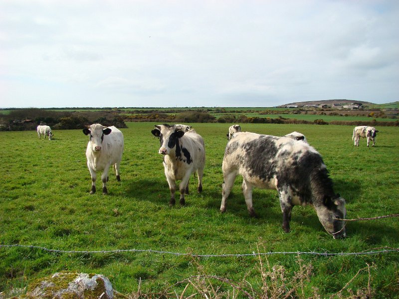 DSC01139.JPG - The walk to Carn Euny