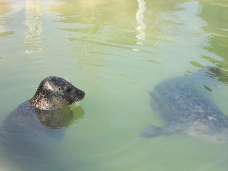 DSCN0482.JPG - Seal Sanctuary, at  Gweek