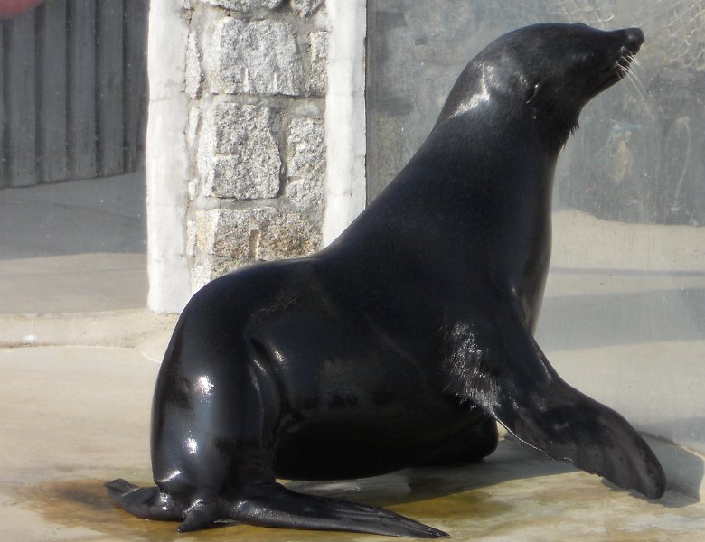 DSCN0513.JPG - Seal Sanctuary, at  Gweek