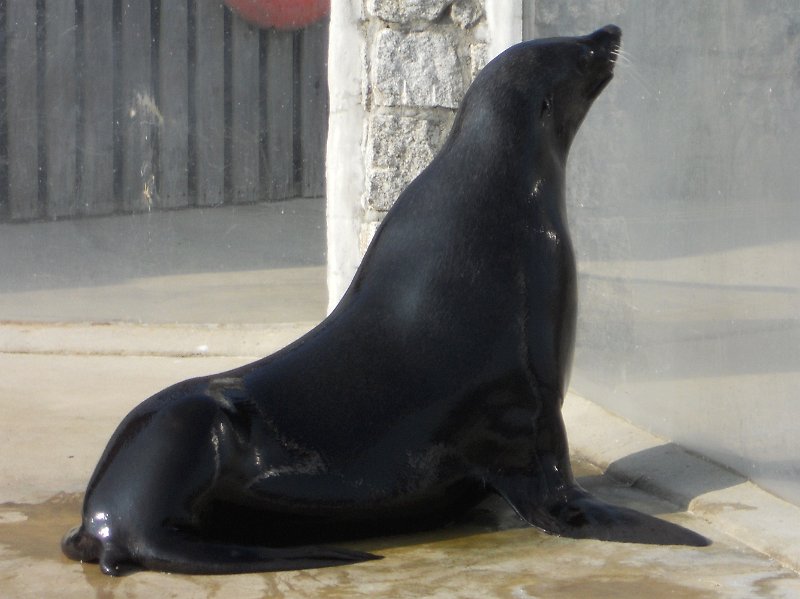 DSCN0515.JPG - Seal Sanctuary, at  Gweek