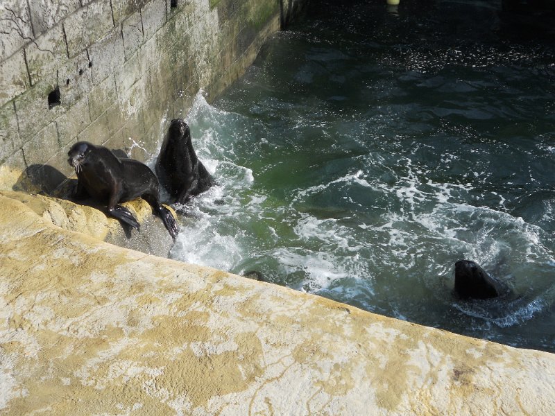 DSCN0517.JPG - Seal Sanctuary, at  Gweek