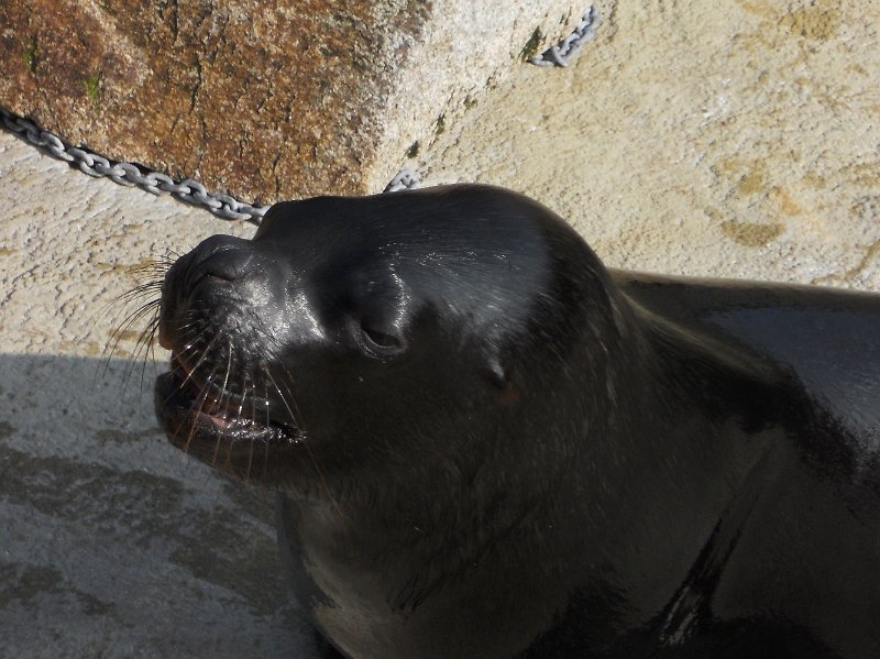 DSCN0519.JPG - Seal Sanctuary, at  Gweek