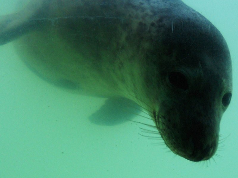 DSCN0528.JPG - Seal Sanctuary, at  Gweek