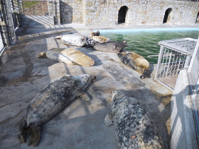 DSCN0530.JPG - Seal Sanctuary, at  Gweek