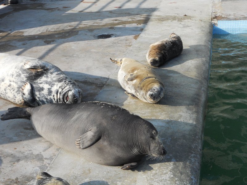 DSCN0531.JPG - Seal Sanctuary, at  Gweek