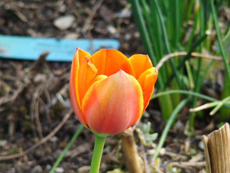 DSC01342.JPG - Eden Project - tulip