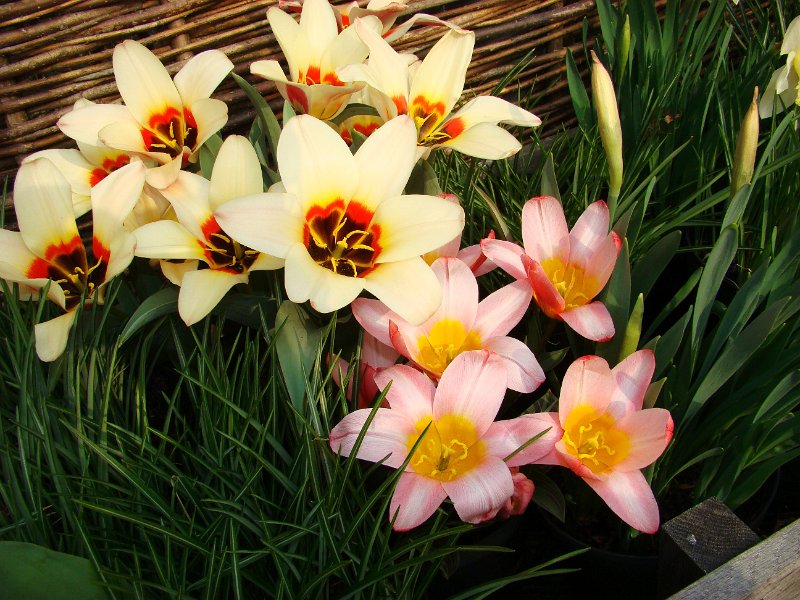 DSC01407.JPG - Eden Project