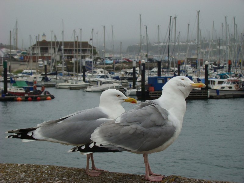 DSC01636.JPG - Plymouth harbour