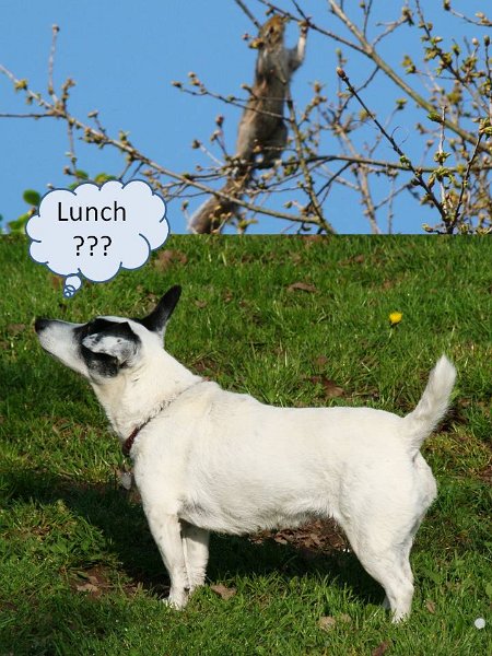 Lunch.jpg - Cardiff Park - this foxy kept watch on the squirrels wagging his tail costantly