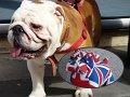 Bulldog