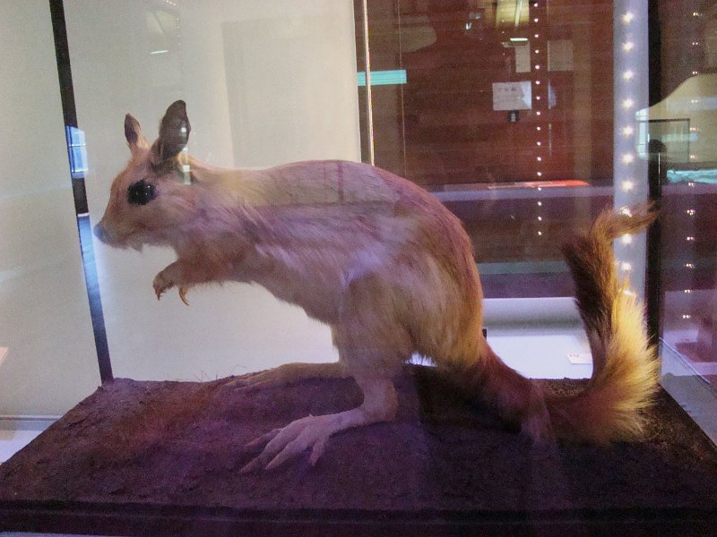 DSC02258.JPG - A Jerboa ay the Swansea museum