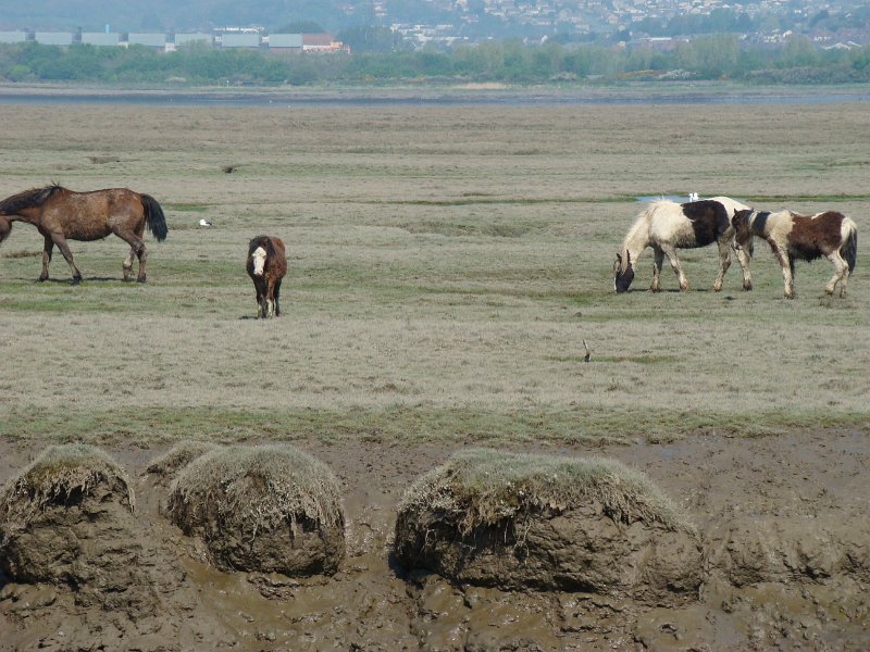 DSC02283.JPG - Gower Peninsula; wild horses on a salt marsh